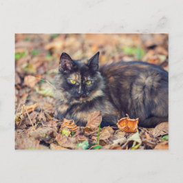 Fluffy Tortoiseshel Kat in het najaar Briefkaart