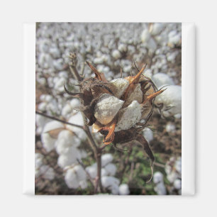 Fluffy White Cotton Bolls Magneet