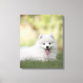 Fluffy White Keeshond Puppy Canvas Afdruk (Voorkant)