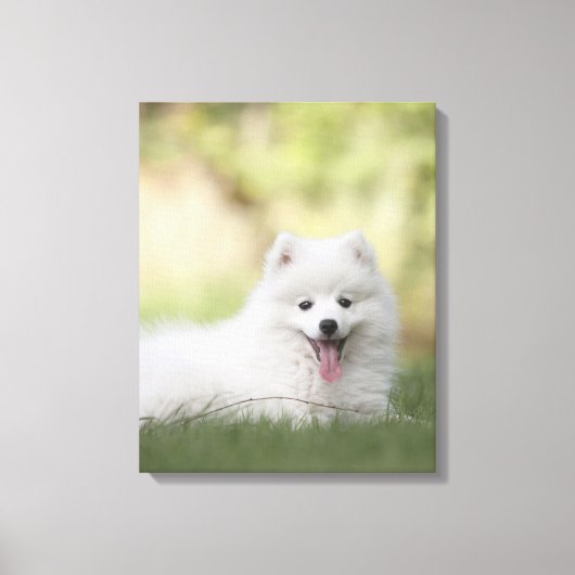 Fluffy White Keeshond Puppy Canvas Afdruk (Voorkant)