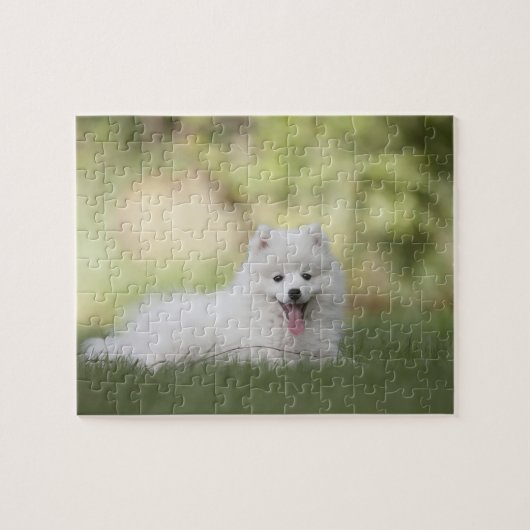 Fluffy White Keeshond Puppy Legpuzzel (Horizontaal)