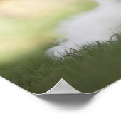 Fluffy White Keeshond Puppy Poster (Hoek)