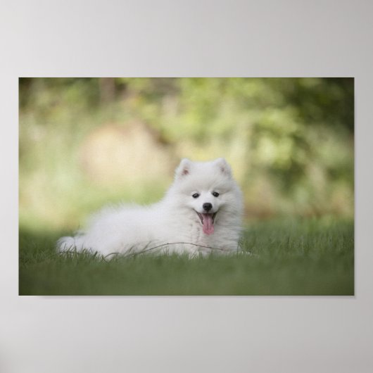 Fluffy White Keeshond Puppy Poster (Voorkant)