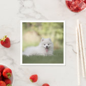 Fluffy White Keeshond Puppy Servet (Insitu)