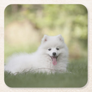 Fluffy White Keeshond Puppy Vierkante Kartonnen Onderzetter