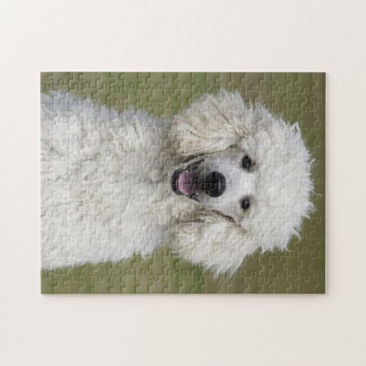 Fluffy White Poodle Puppy Dog Legpuzzel (Horizontaal)