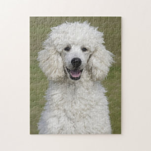 Fluffy White Poodle Puppy Dog Legpuzzel