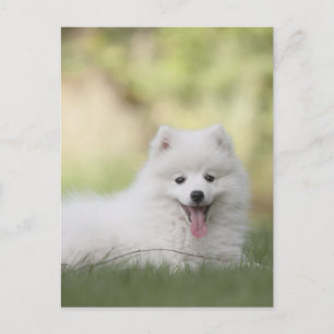 Fluffy witte Keeshond Puppy Briefkaart