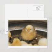 Fluffy Yellow Baby Chick Briefkaart (Voorkant / Achterkant)