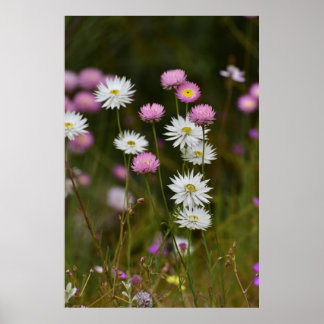 Fluisteringen van Wilde Bloemen Poster