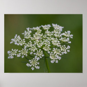Fluitenkruid Poster