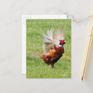 Flustered Ring-Necked Pheasant in Grass Briefkaart