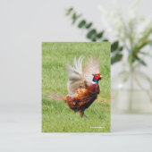 Flustered Ring-Necked Pheasant in Grass Briefkaart (Staand voorkant)