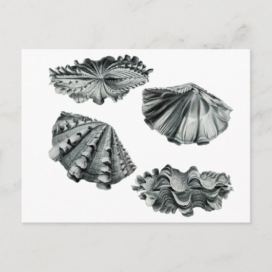 Fluted Giant Clam Briefkaart (Voorkant)