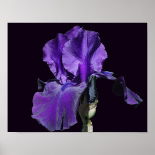 Fluweelachtige Paarse baardIris Flower Art Poster