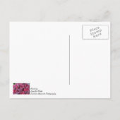 Fluwelen Schoonheid Denk Aan Jou Ansichtkaart Briefkaart (Achterkant)