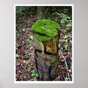 Fluwelig groen mos poster