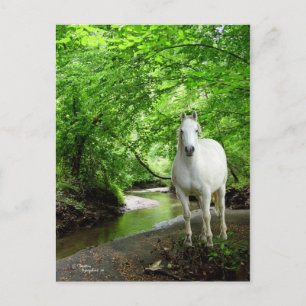 Flux forestier luxuriant Carte postale Cheval Quar