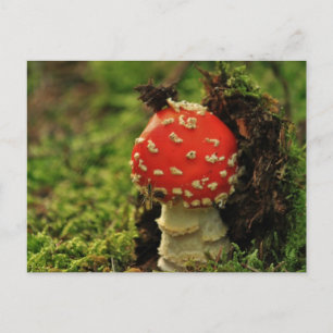 Fly Agaric Briefkaart