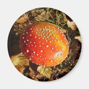 Fly Agaric Mushroom Magnet Magneet
