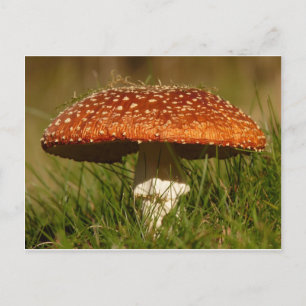 Fly Argaric Mushroom Briefkaart