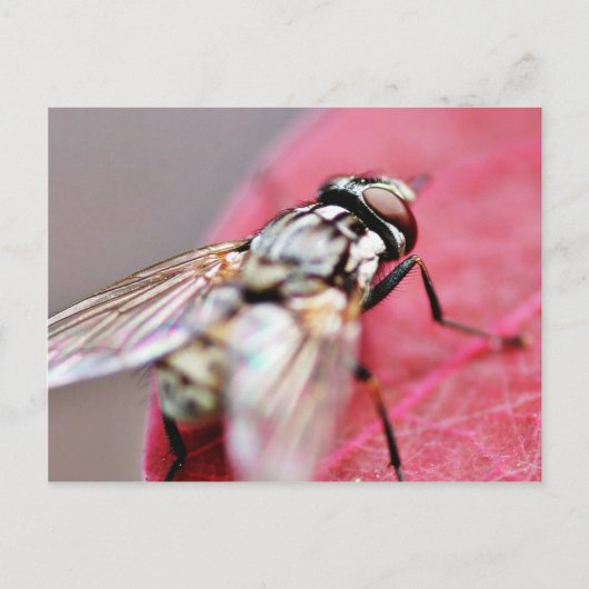 Fly Insect Briefkaart (Voorkant)