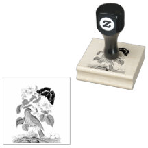 Flycatcher Bird Butterfly Scrapbooking