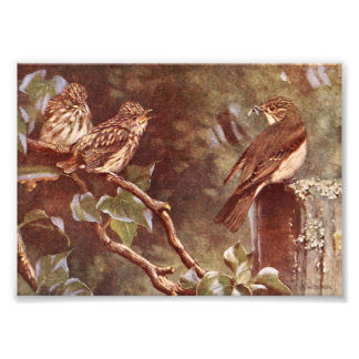 Flycatcher en Young Foto Afdruk
