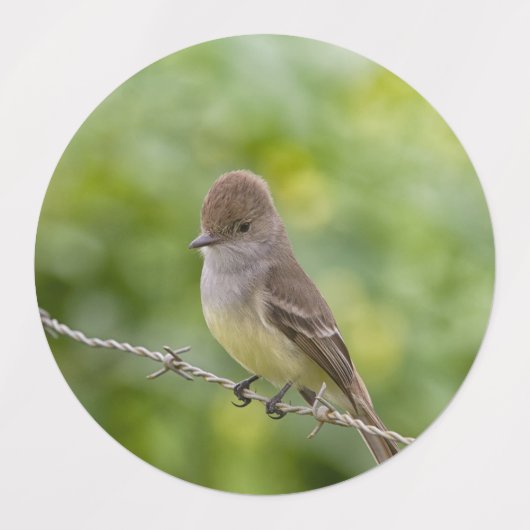 Flycatcher Labels (Design 2)