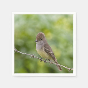 Flycatcher Servet
