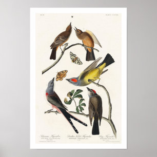 Flycatcher voor het Poster Audubon