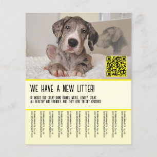 Flyer voor de verkoop van Great Dane-puppy's