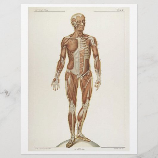 Flyer Voorste Spieren (Voorkant)