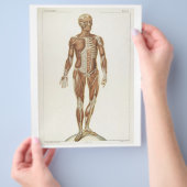 Flyer Voorste Spieren (Hand)