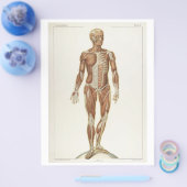 Flyer Voorste Spieren (Enkel)