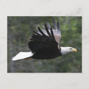 Flying Bald Eagle Briefkaart
