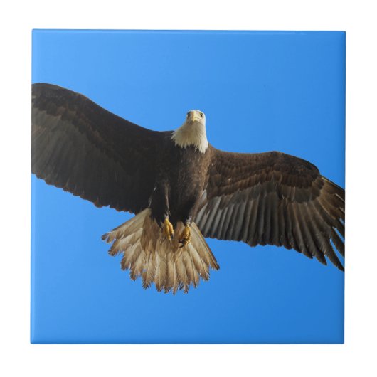 Flying Bald Eagle op Blue Wildlife Gift Tegeltje (Voorkant)