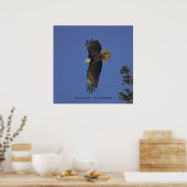 Flying Bald Eagle Wildlife Art Poster (Keuken)