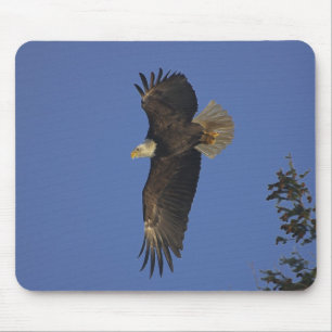 Flying Bald Eagle Wildlife supporter Art Muismat