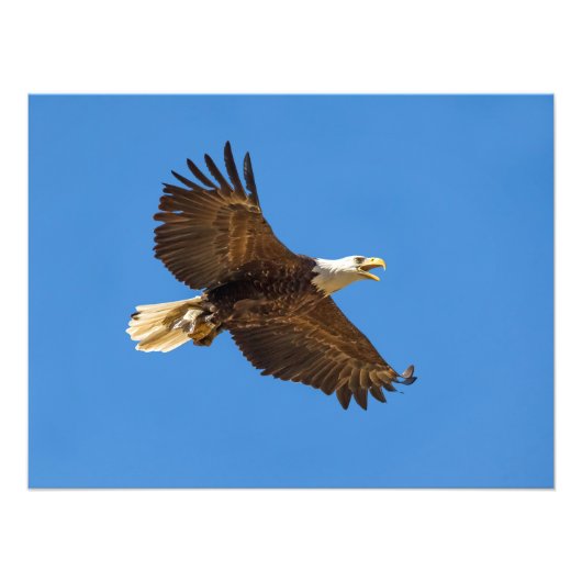 Flying Bald Eagle with Fish Foto Afdruk (Voorkant)