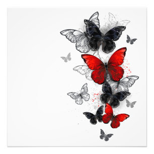 Flying Black en Red Morpho Vlinders Foto Afdruk