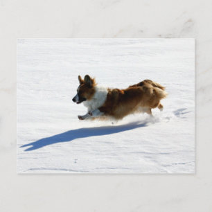 Flying Cardigan Welsh Corgi Briefkaart