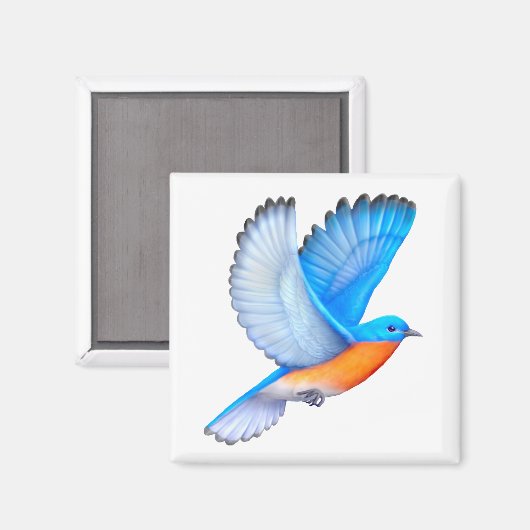 Flying Eastern Bluebird Magnet (Recto/Verso)