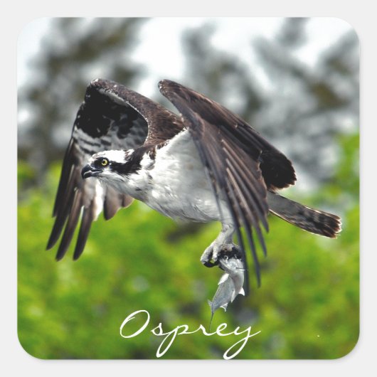 Flying Fish Eagle Osprey Natuur Foto 7 Vierkante Sticker (Voorkant)
