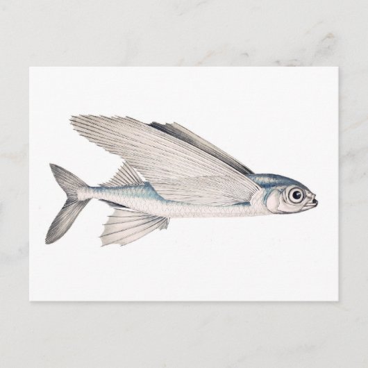 Flying Fish Exocoetidae Briefkaart (Voorkant)