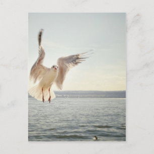 Flying Gull Briefkaart