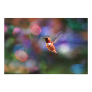 Flying Hummingbird and Colorful Background Foto Afdruk