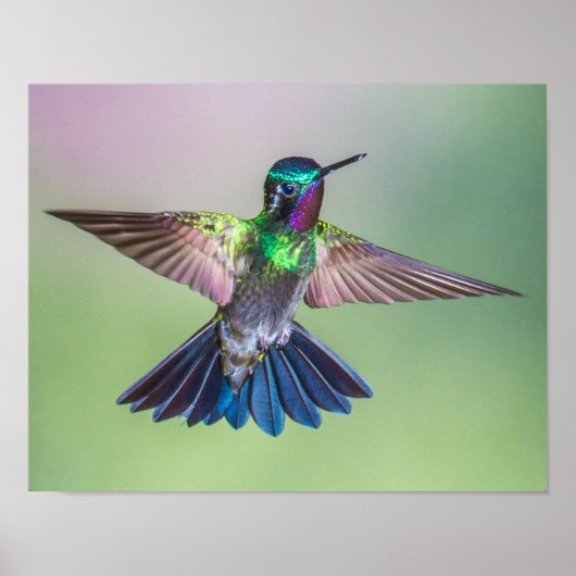 Flying Hummingbird Paars, Green & Blue Poster (Voorkant)