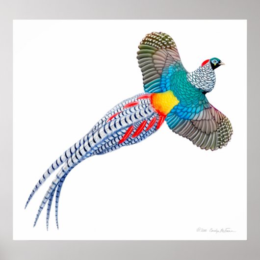 Flying Lady Amherst Pheasant Print (Voorkant)