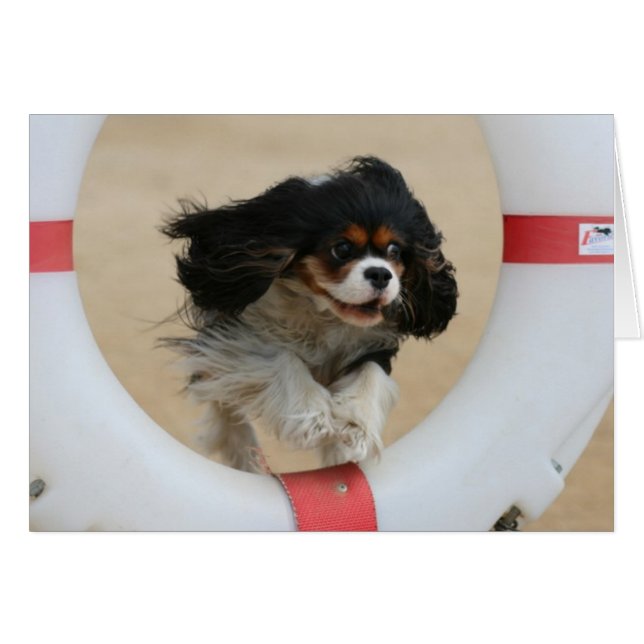Flying Lia Tri Cavalier King Charles (Voorkant Horizontaal)